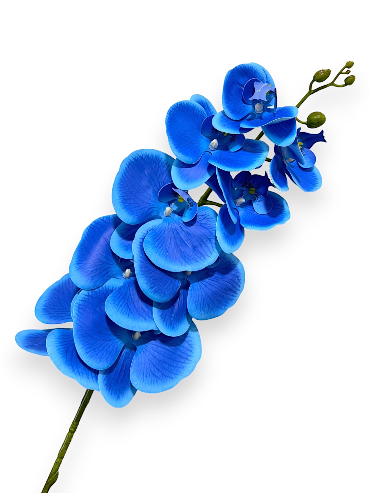 ORCHID PHALEANOPSIS 39" BLUE