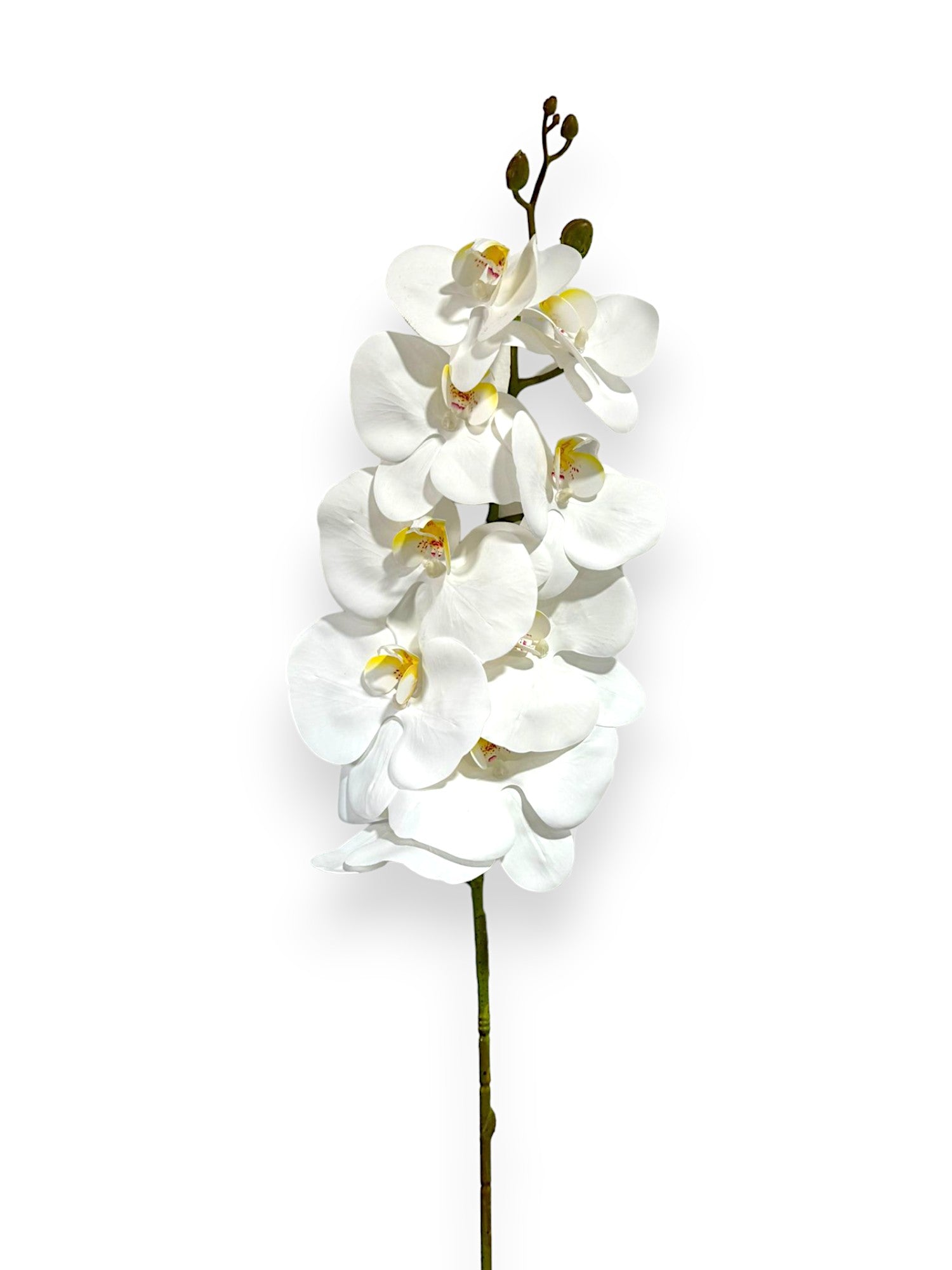 ORCHID PHALEANOPSIS 39" WHITE