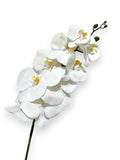ORCHID PHALEANOPSIS 39" WHITE