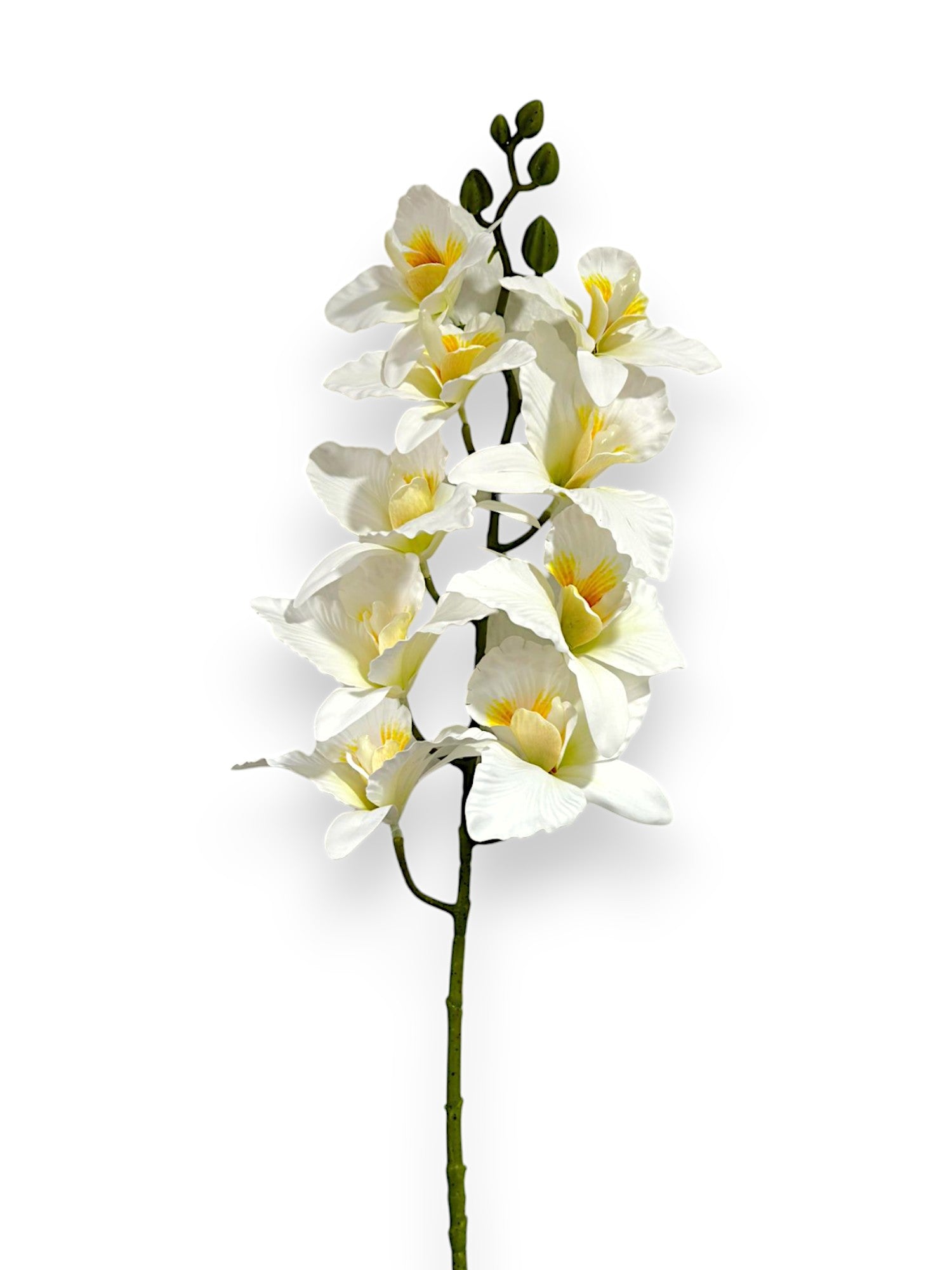 CYMBIDIUM 39"
