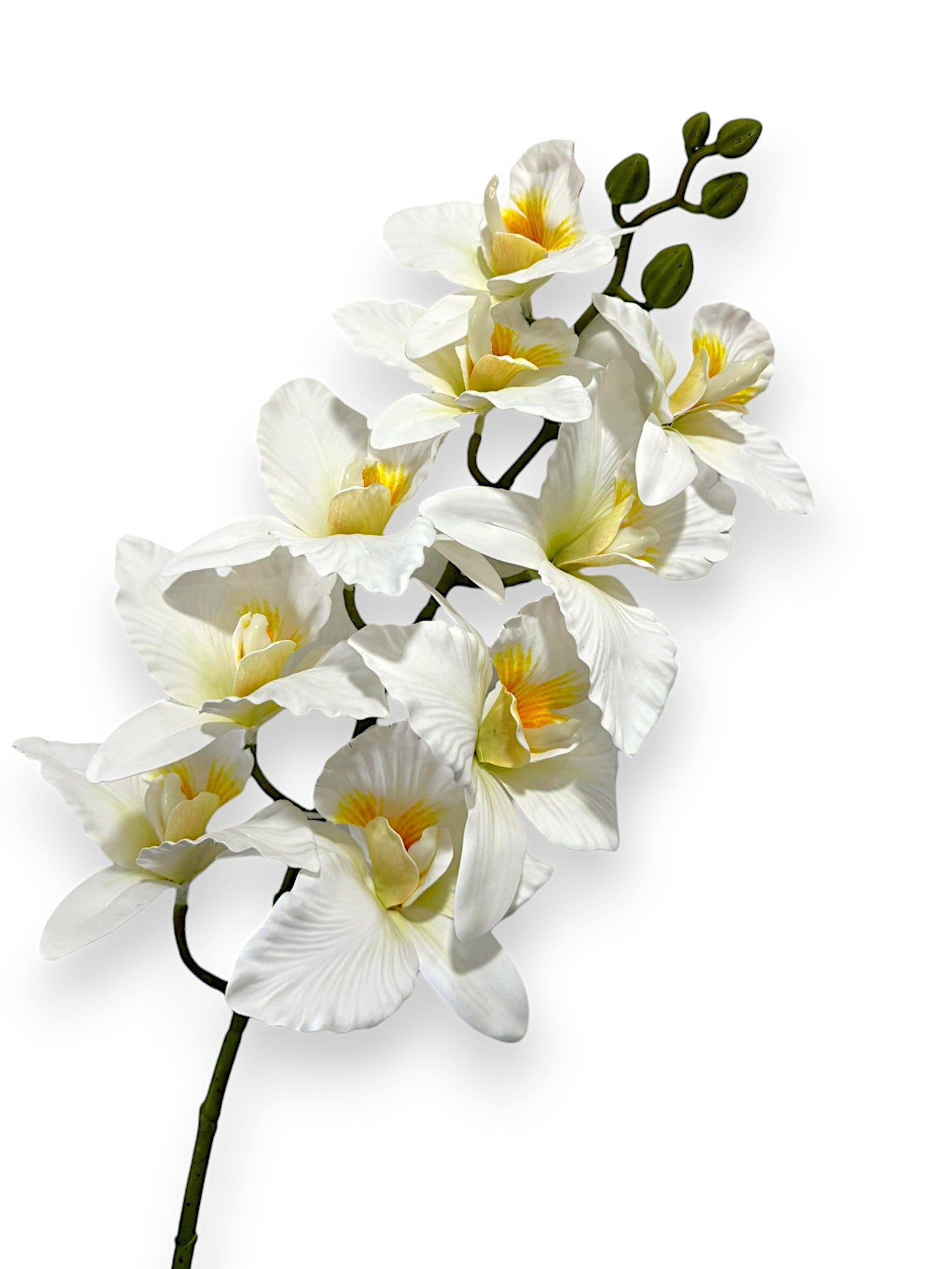 CYMBIDIUM 39"
