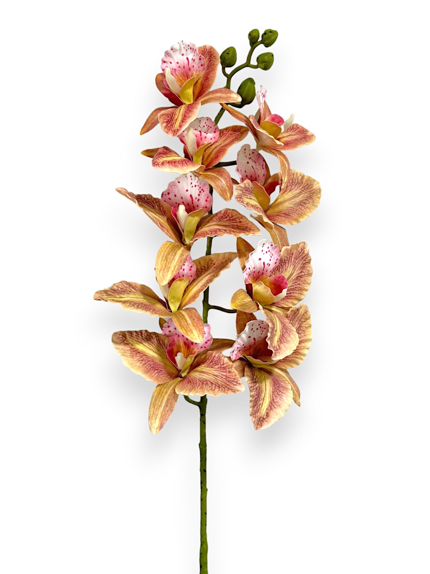 CYMBIDIUM 39"