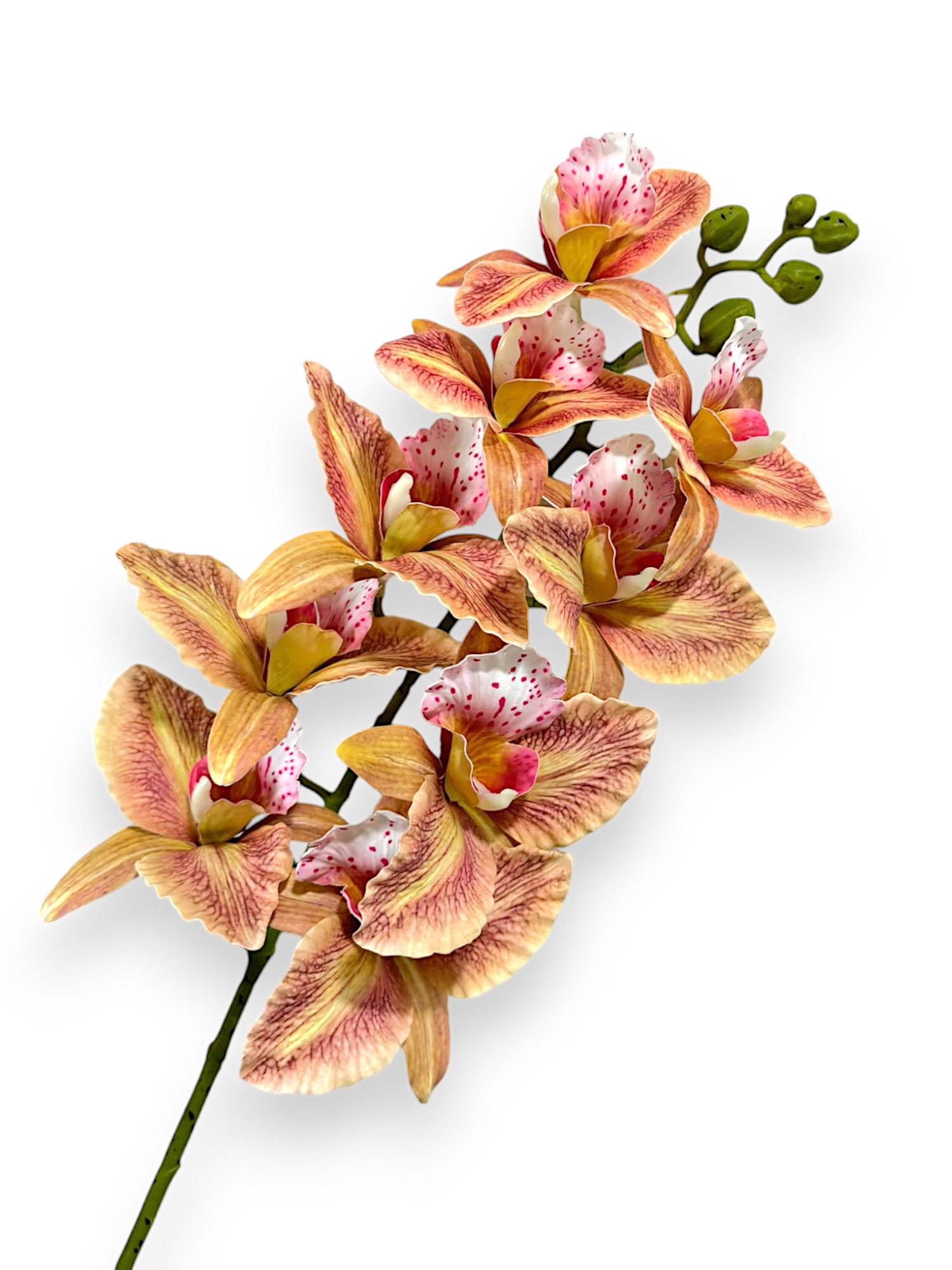 CYMBIDIUM 39"
