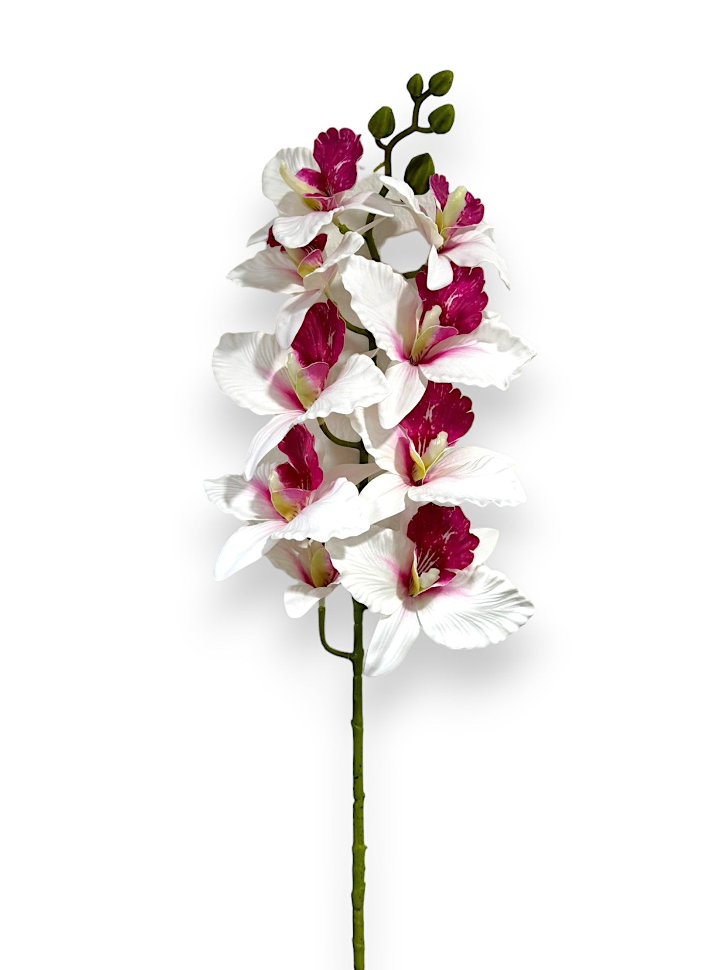 CYMBIDIUM 39"