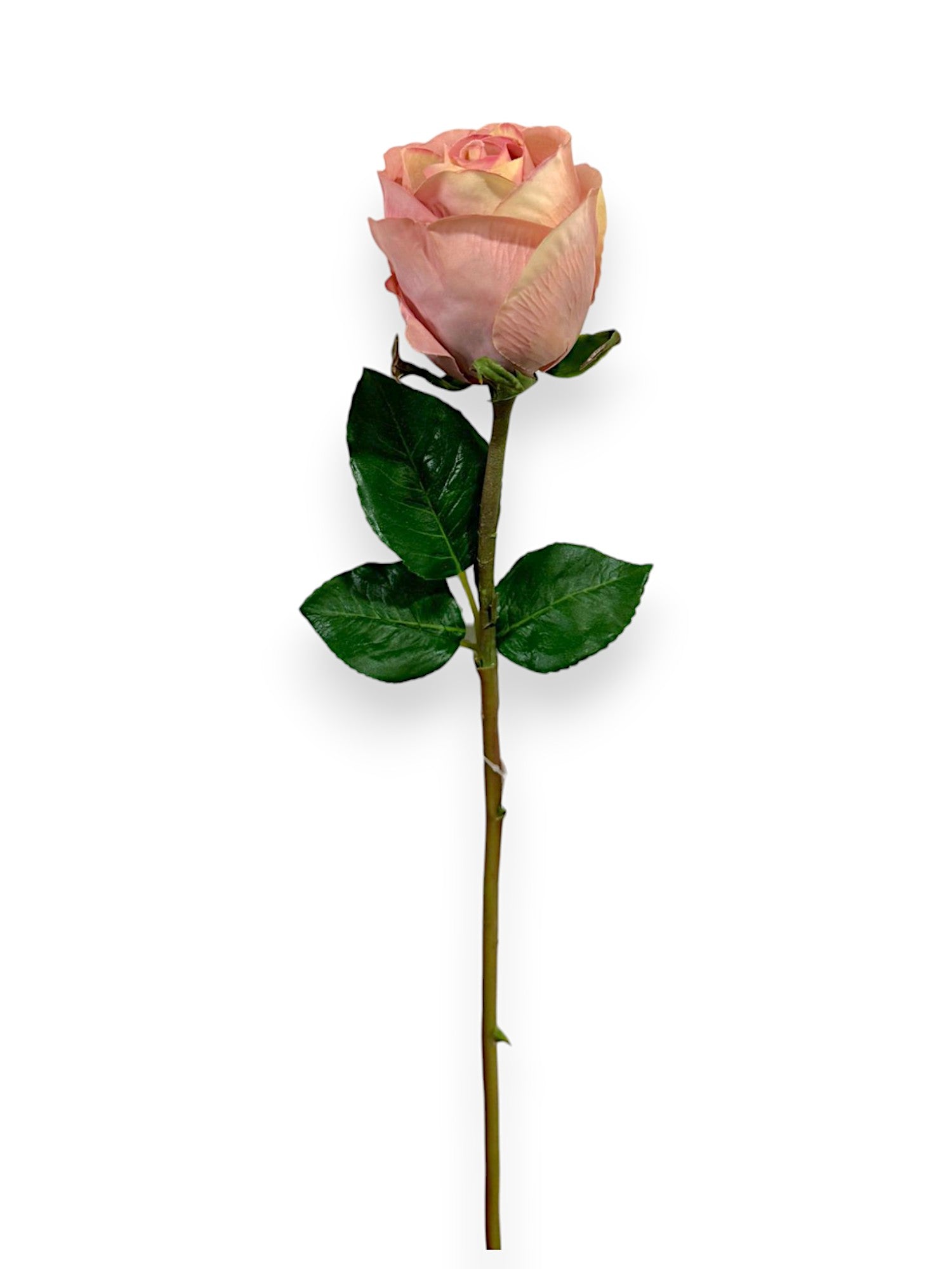 ROSE 20"
