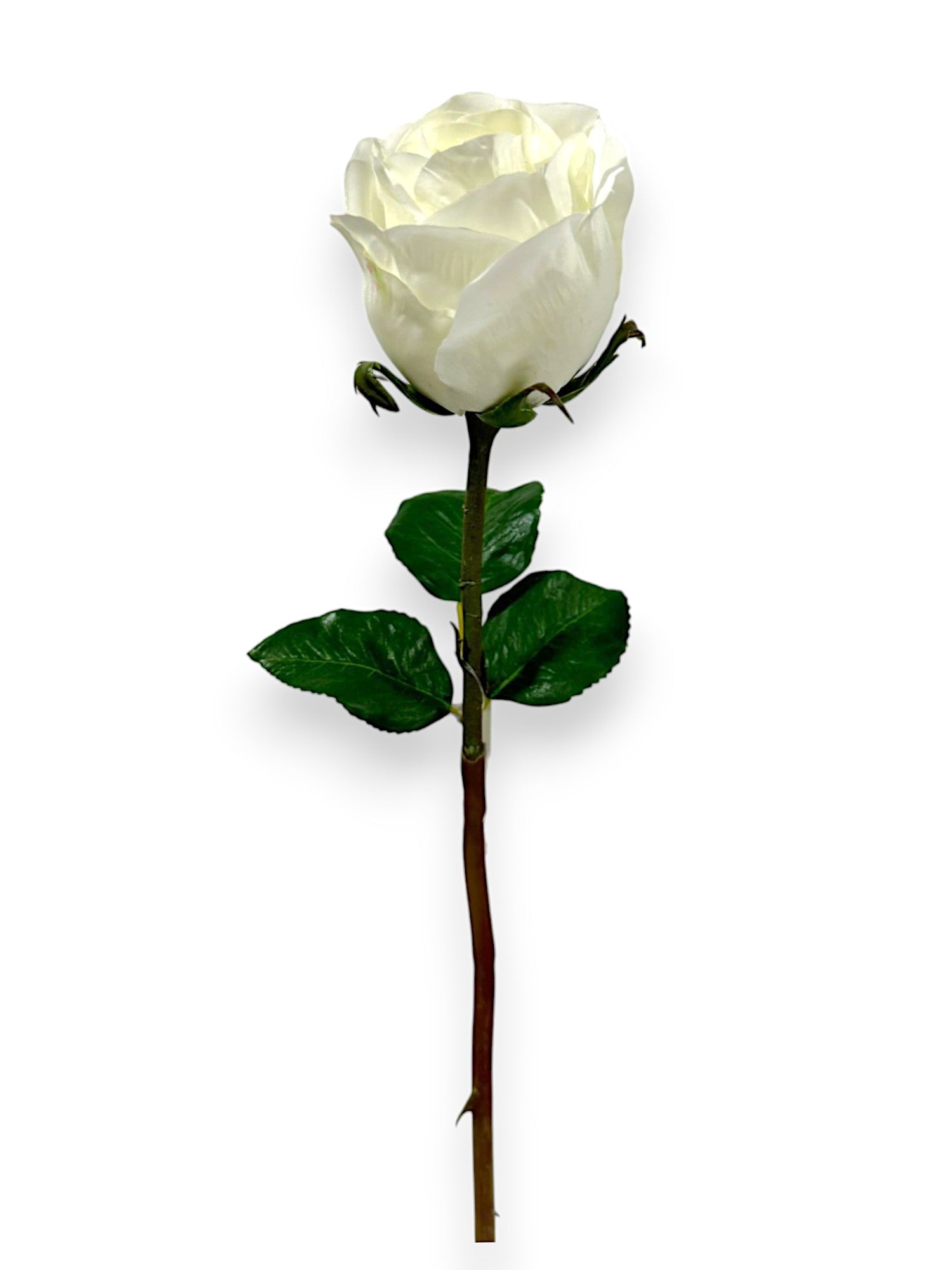 ROSE 20"