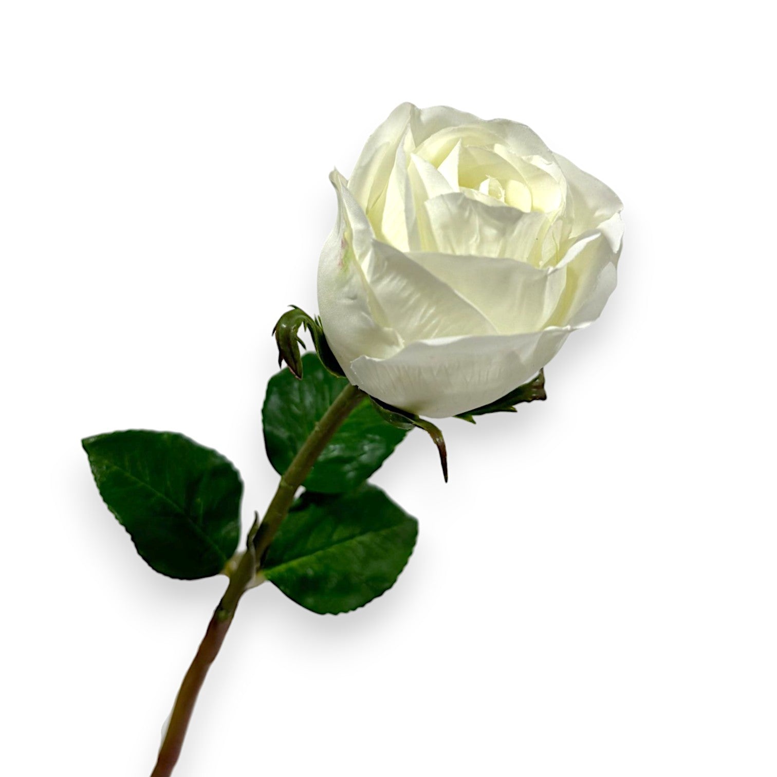 ROSE 20"