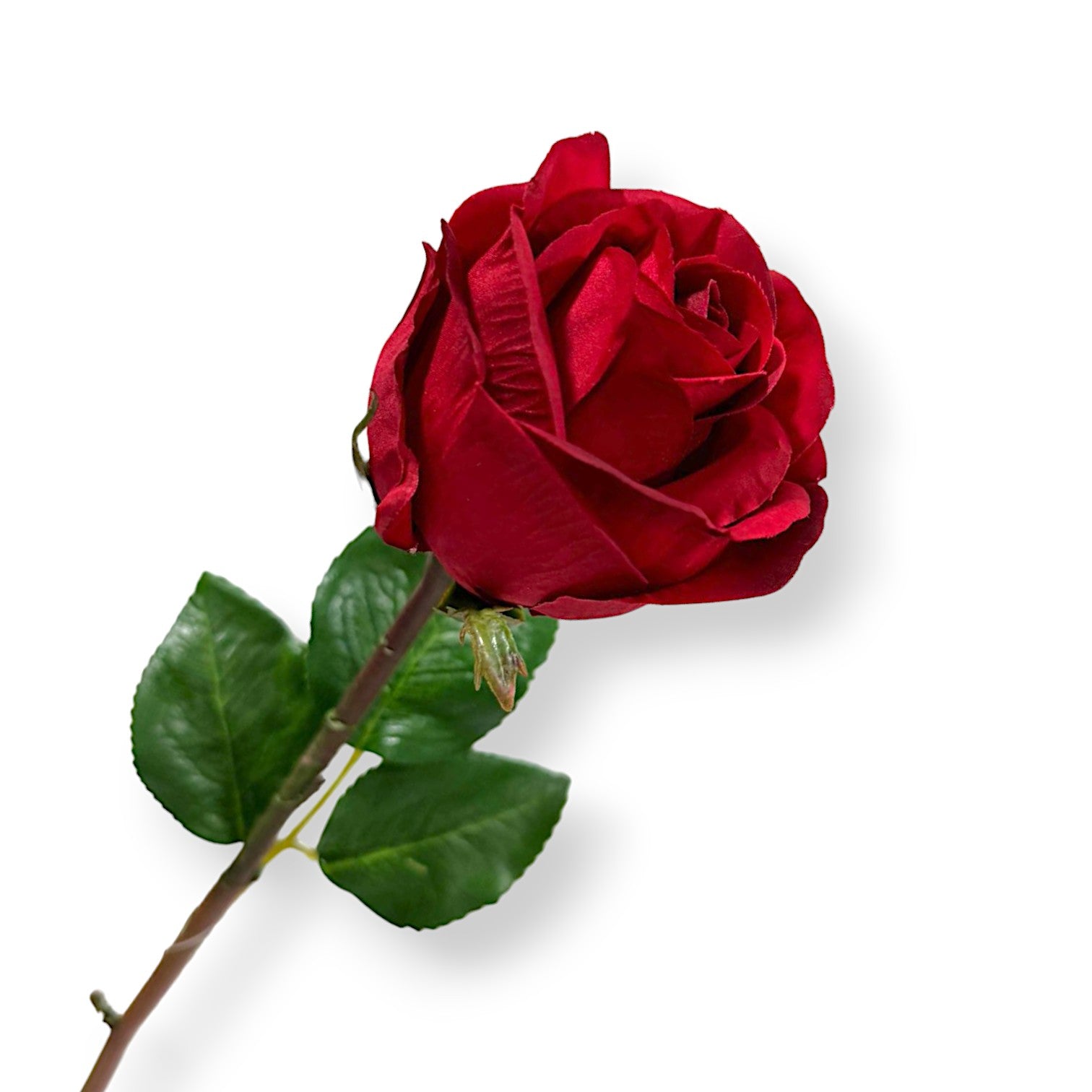 ROSE 20"