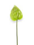 Anthurium Stem 25"