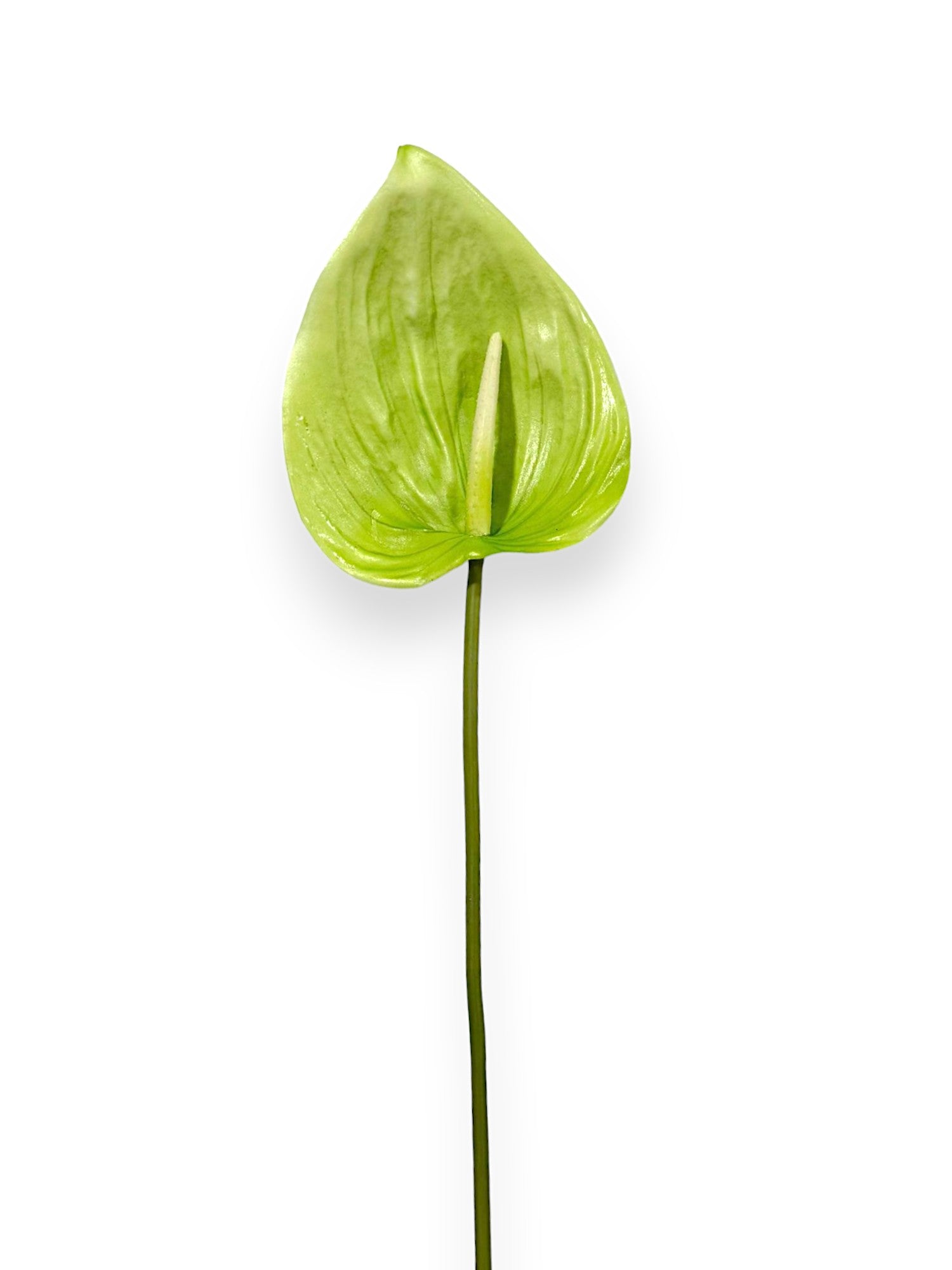 Anthurium Stem 25"