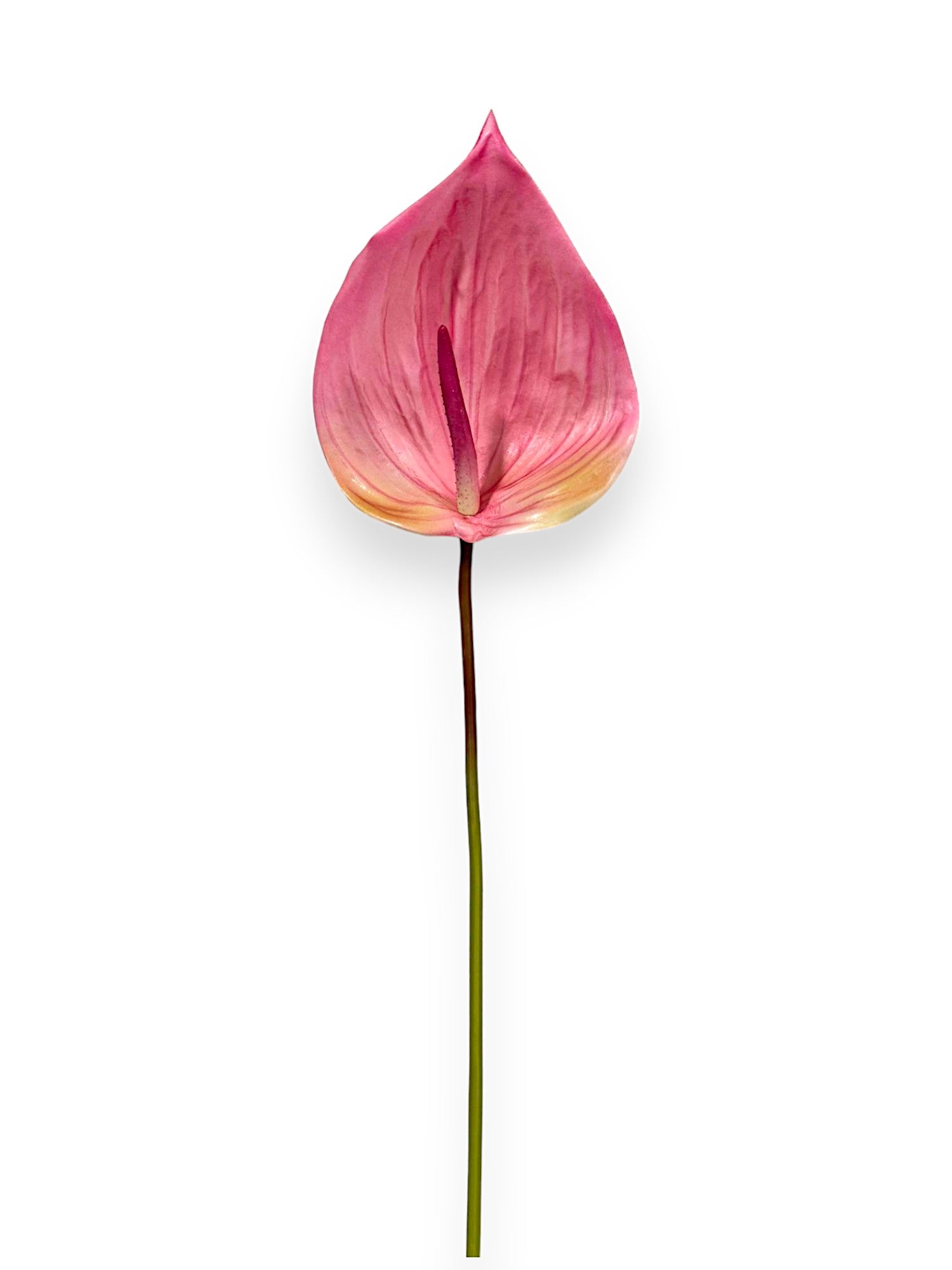 Anthurium Stem 25"