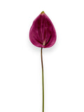 Anthurium Stem 25"