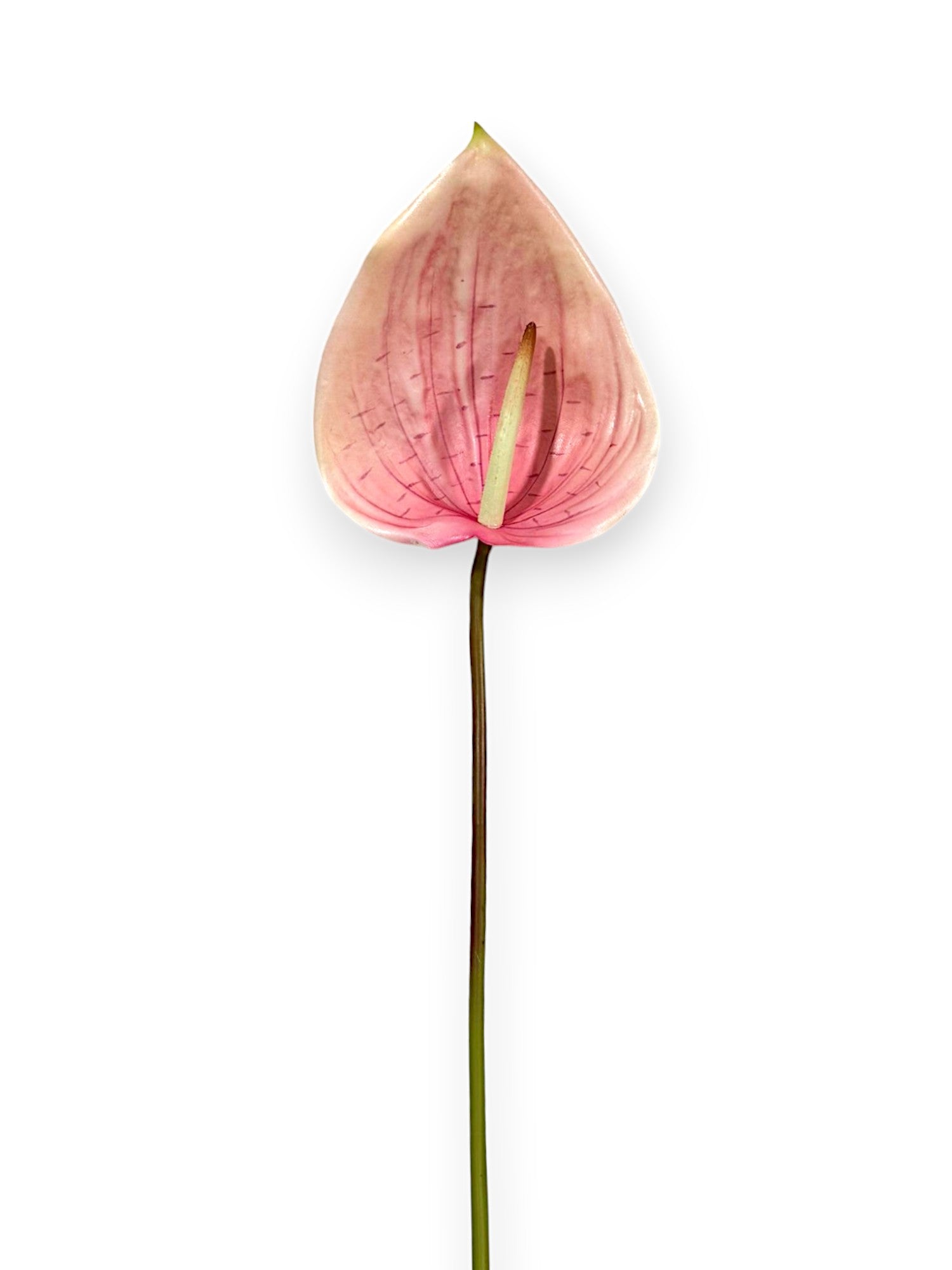 Anthurium Stem 25"