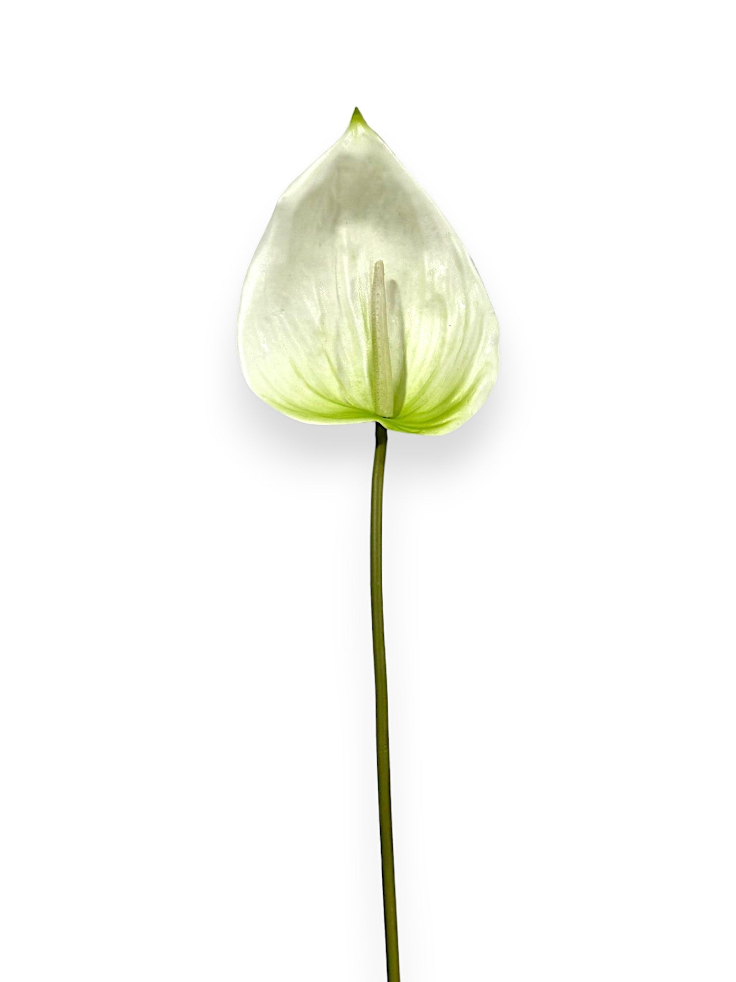 Anthurium Stem 25"