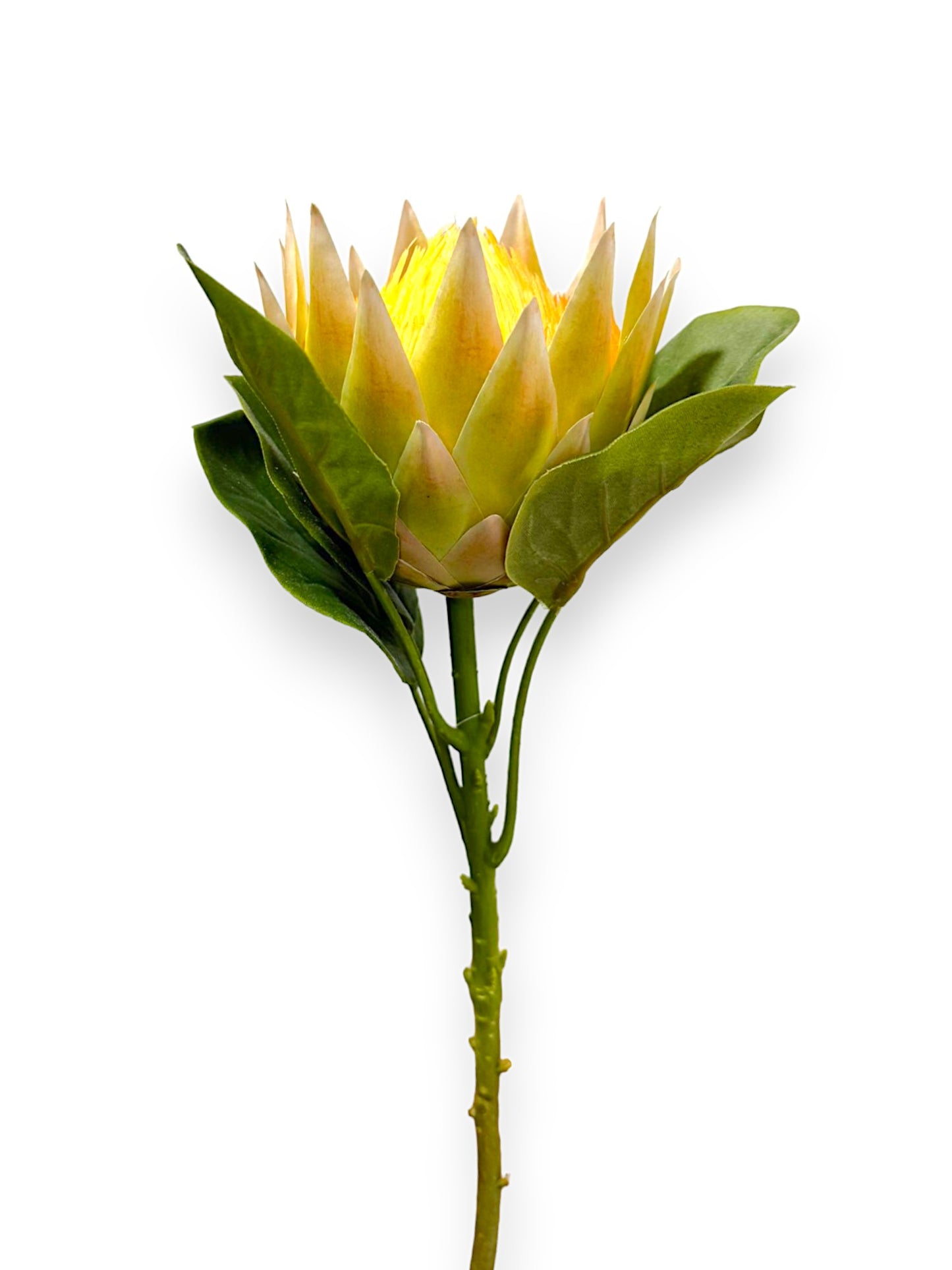 KING PROTEA 25"