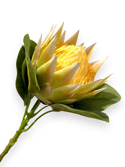 KING PROTEA 25"