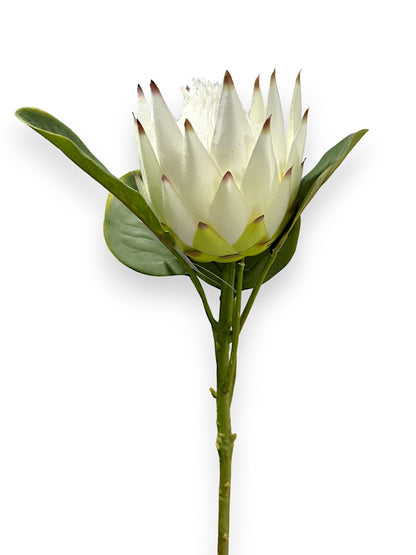 KING PROTEA 25"