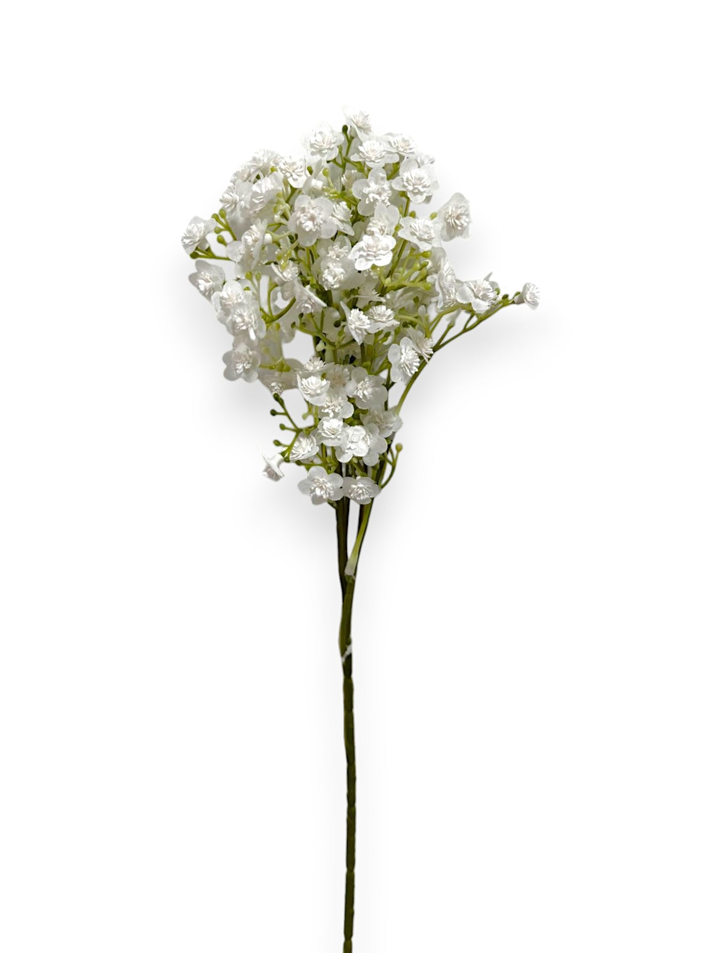 Gypsophila Bush