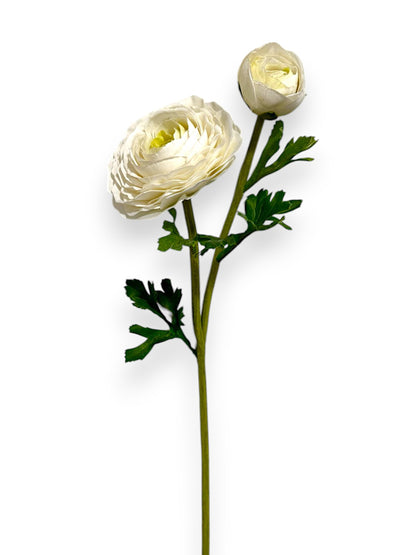 RANUNCULUS 1F1B 23"