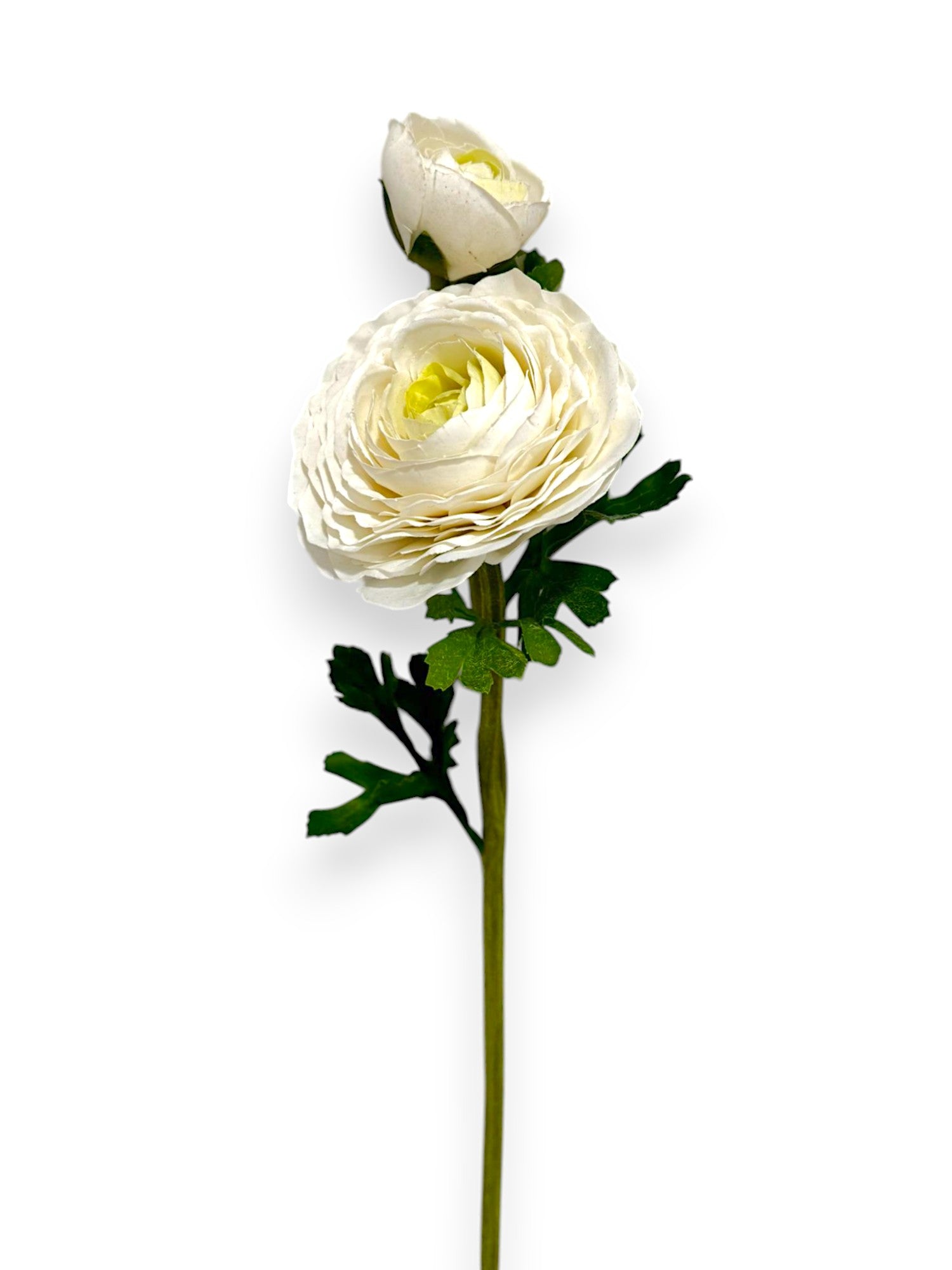 RANUNCULUS 1F1B 23"