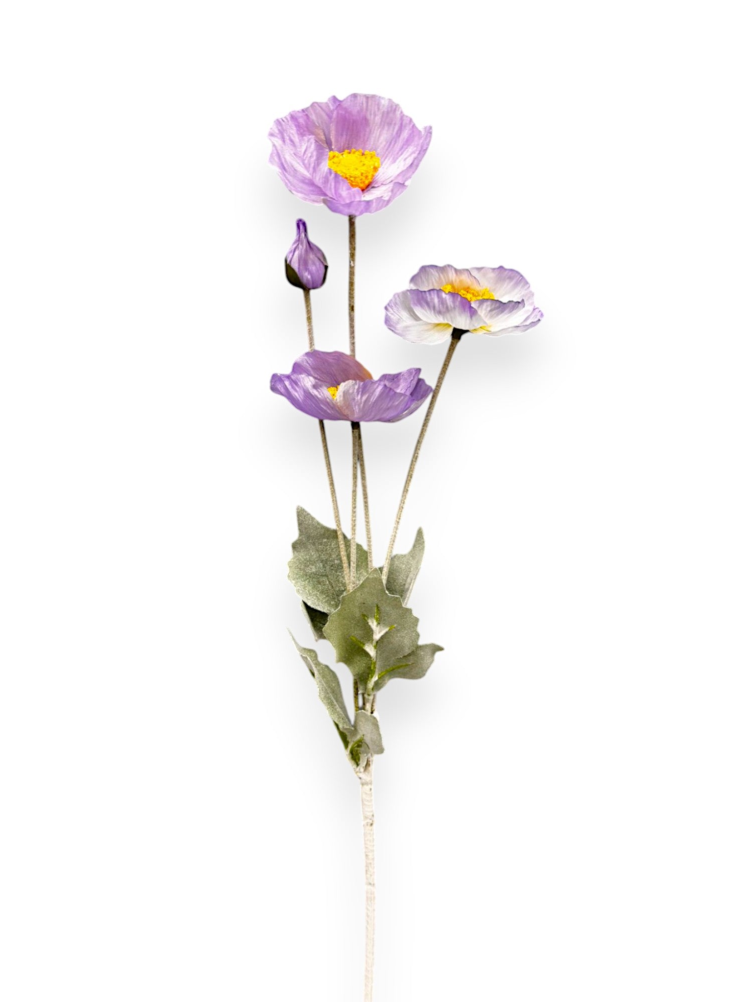 RANUNCULUS 3F1B 24"