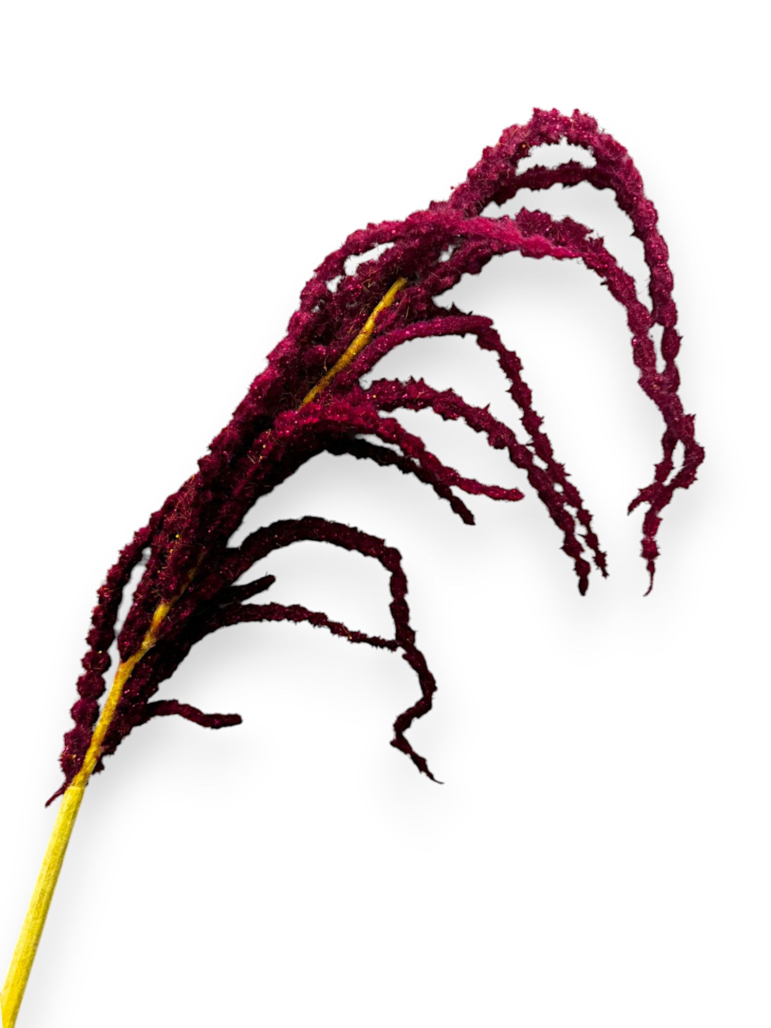 AMARANTHUS HNG SPR S