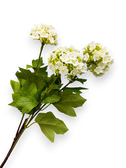 SNOWBALL HYDRANGEAS X3