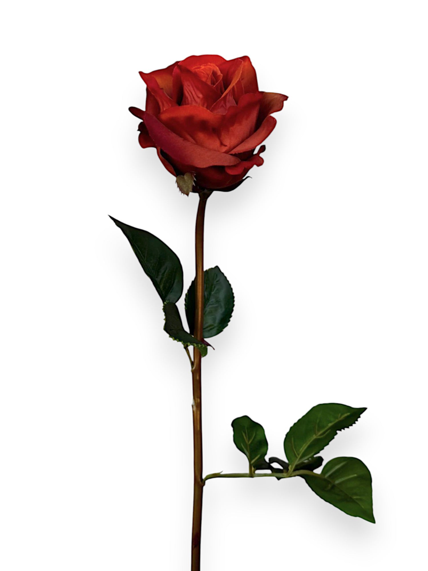 MID.OPEN ROSE STEM 25"