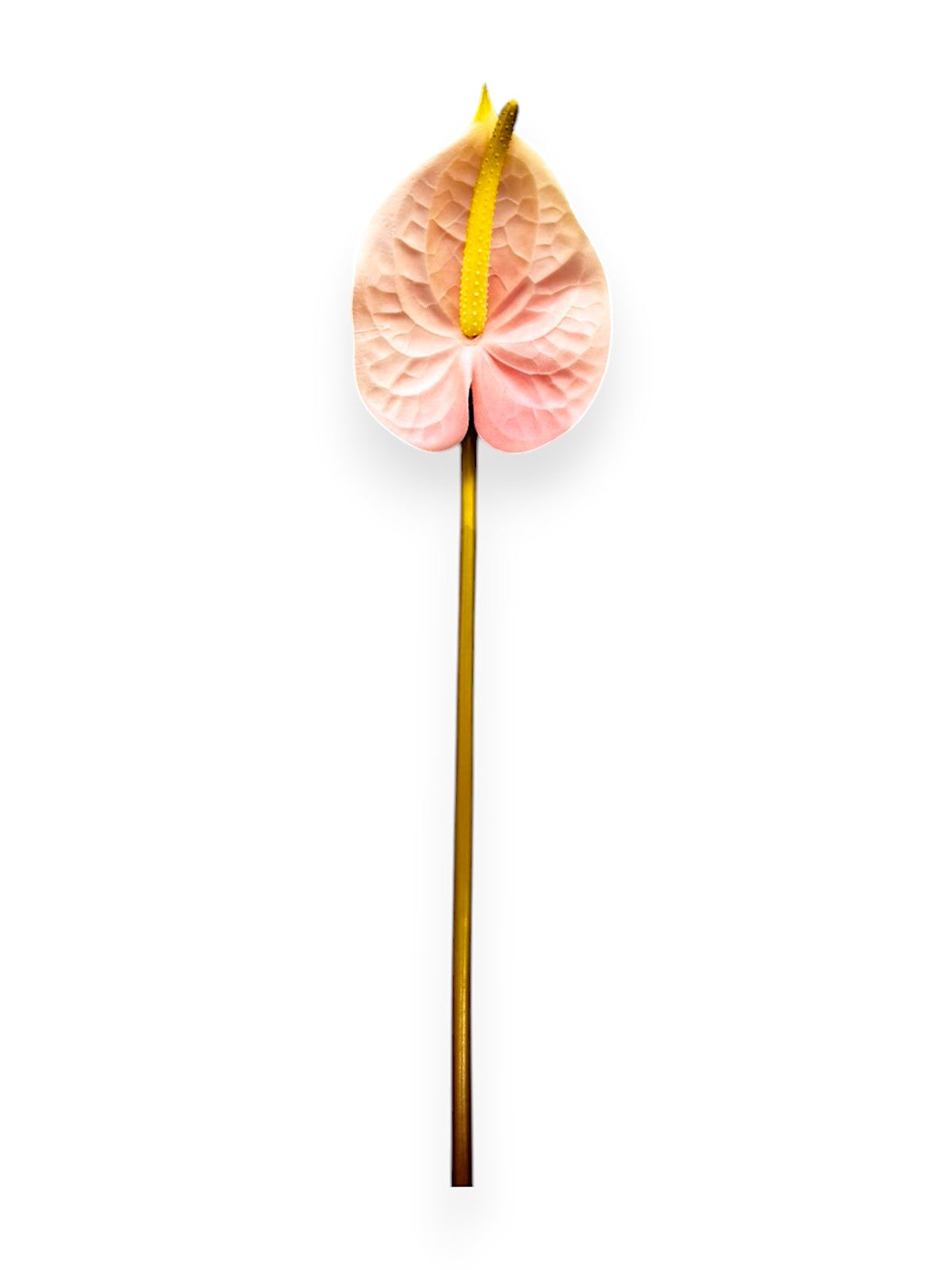 ANTHURIUM SMALL  21"
