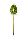 ANTHURIUM SMALL  21"