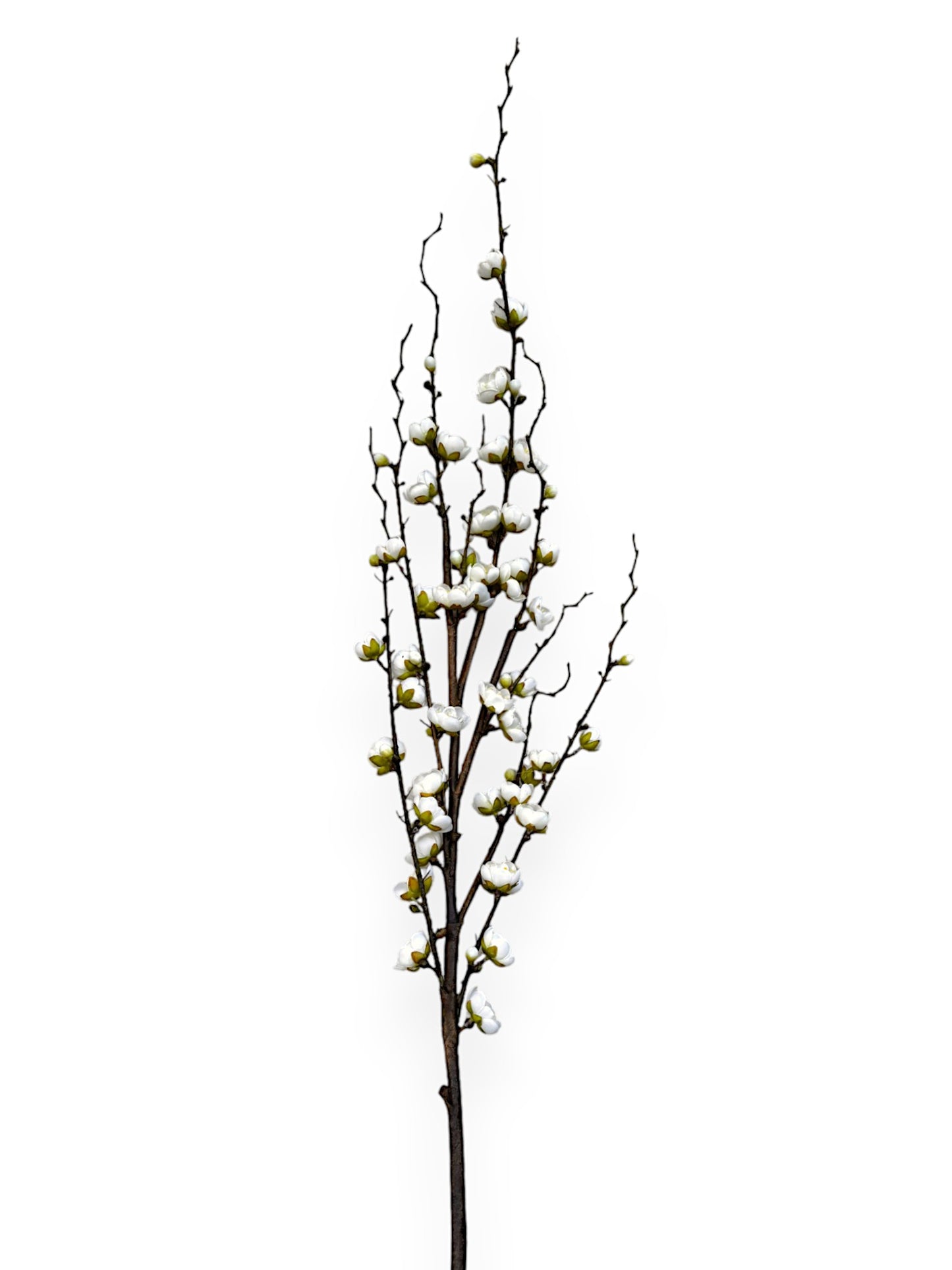 PLUM BLOSSOM BRANCH 42"