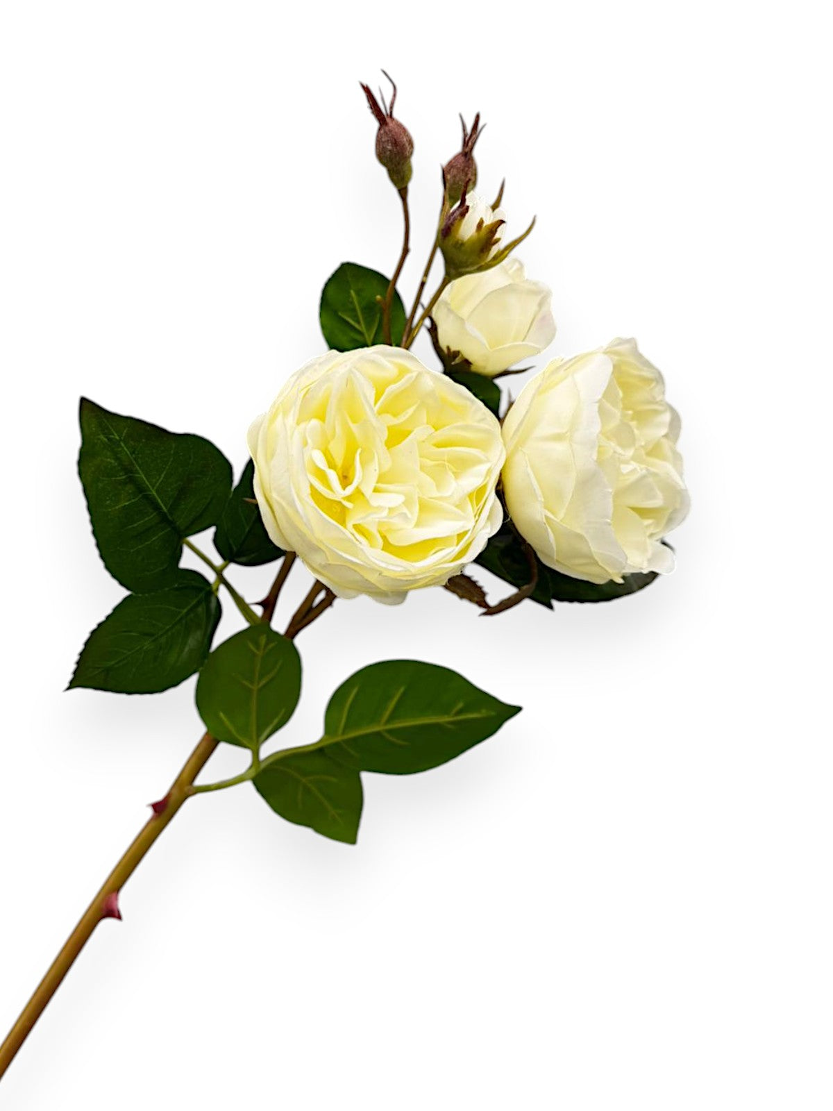 CABBAGE ROSE SPRAY 23.5
