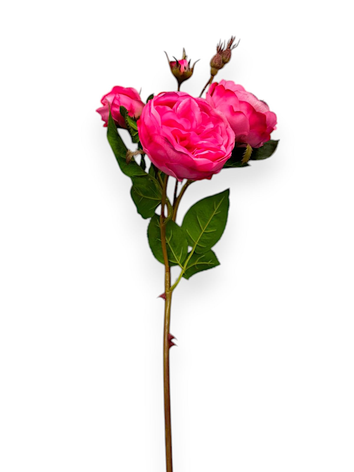 CABBAGE ROSE SPRAY 23.5"