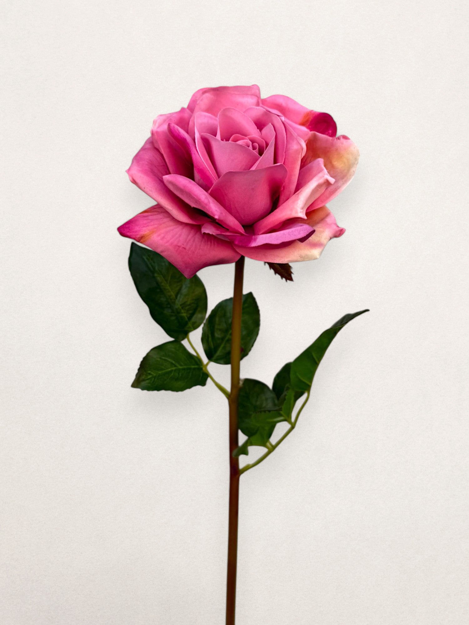 OPEN GARDEN ROSE REAL TOUCH 25