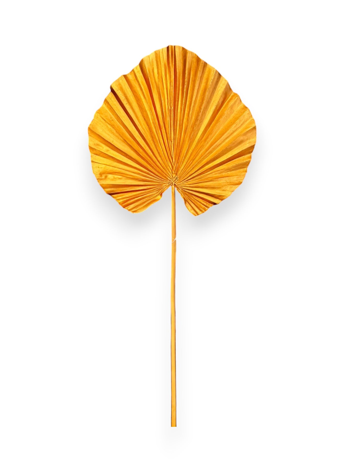 GOLD FAN PALM LEAF