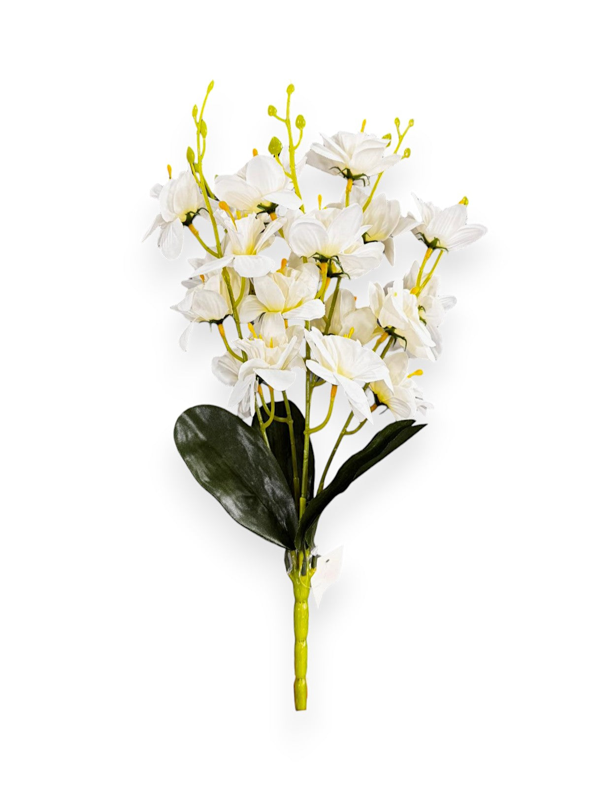 DAFFODIL BUSH X5