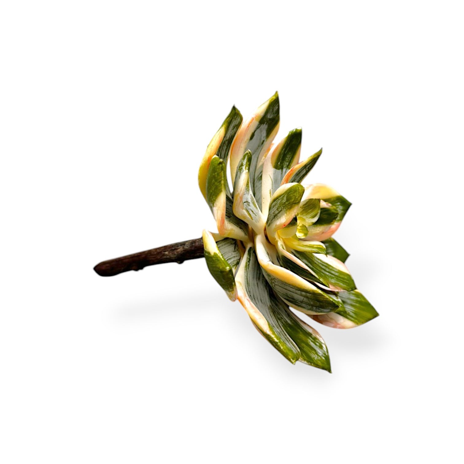 SUCCULENT PICK 6.5"