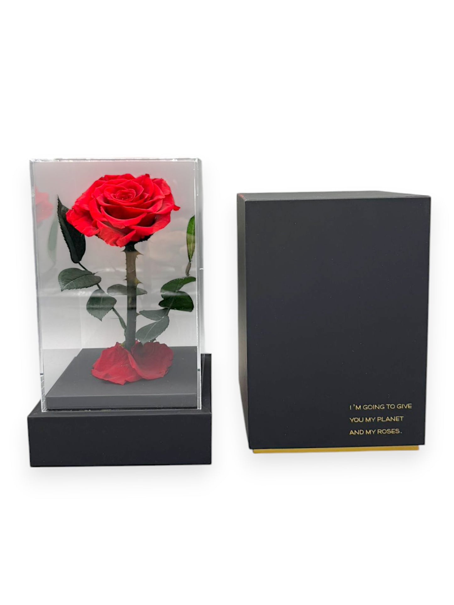 PRESERVED ROSE IN BOX