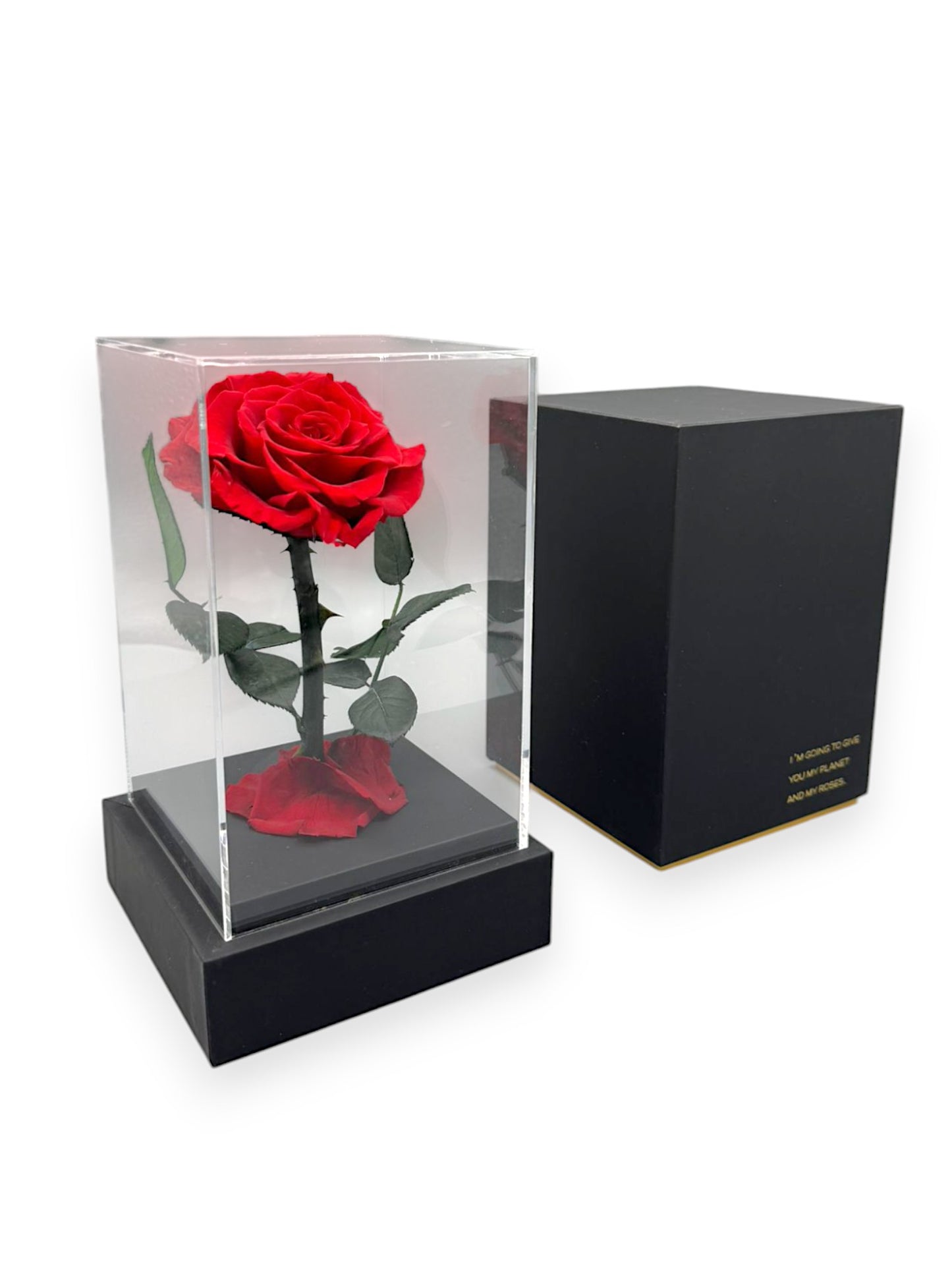 PRESERVED ROSE IN BOX