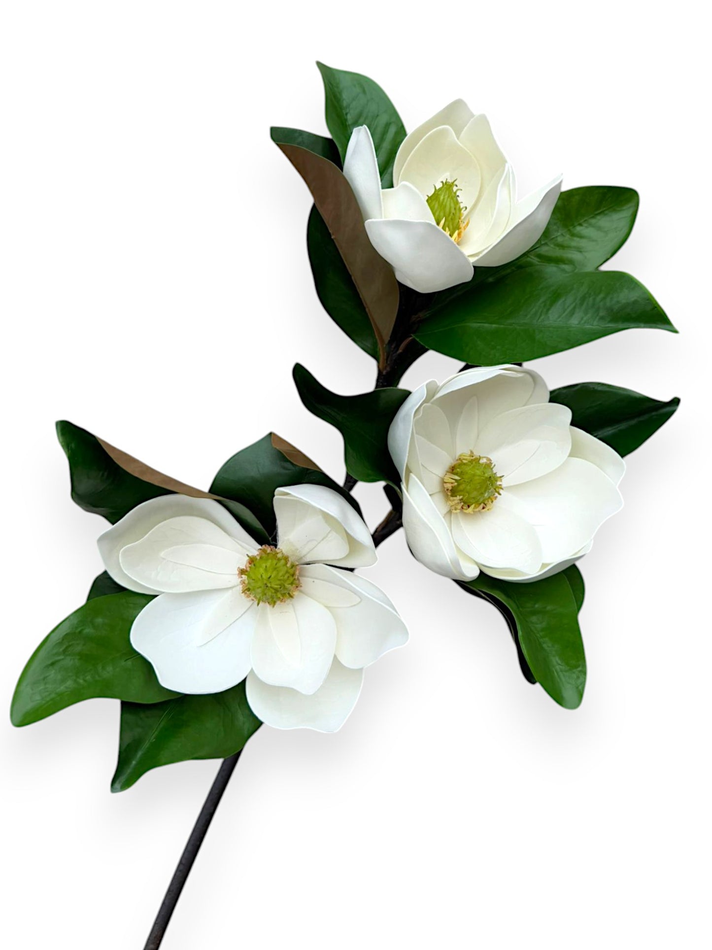 MAGNOLIAX3 SPRAY 24"