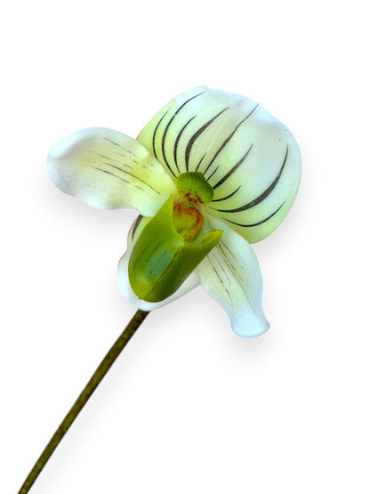 SLIPPER ORCHID 18"