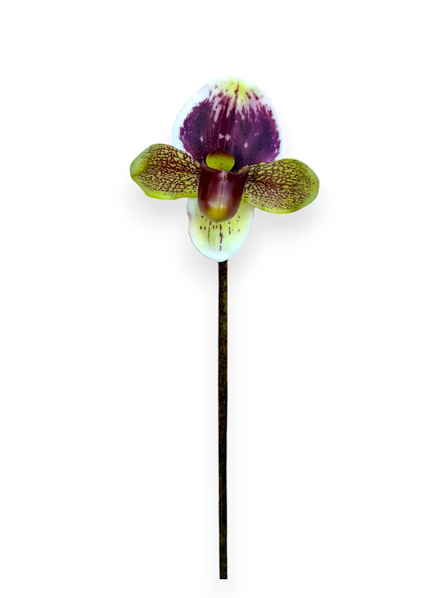 SLIPPER ORCHID 18"