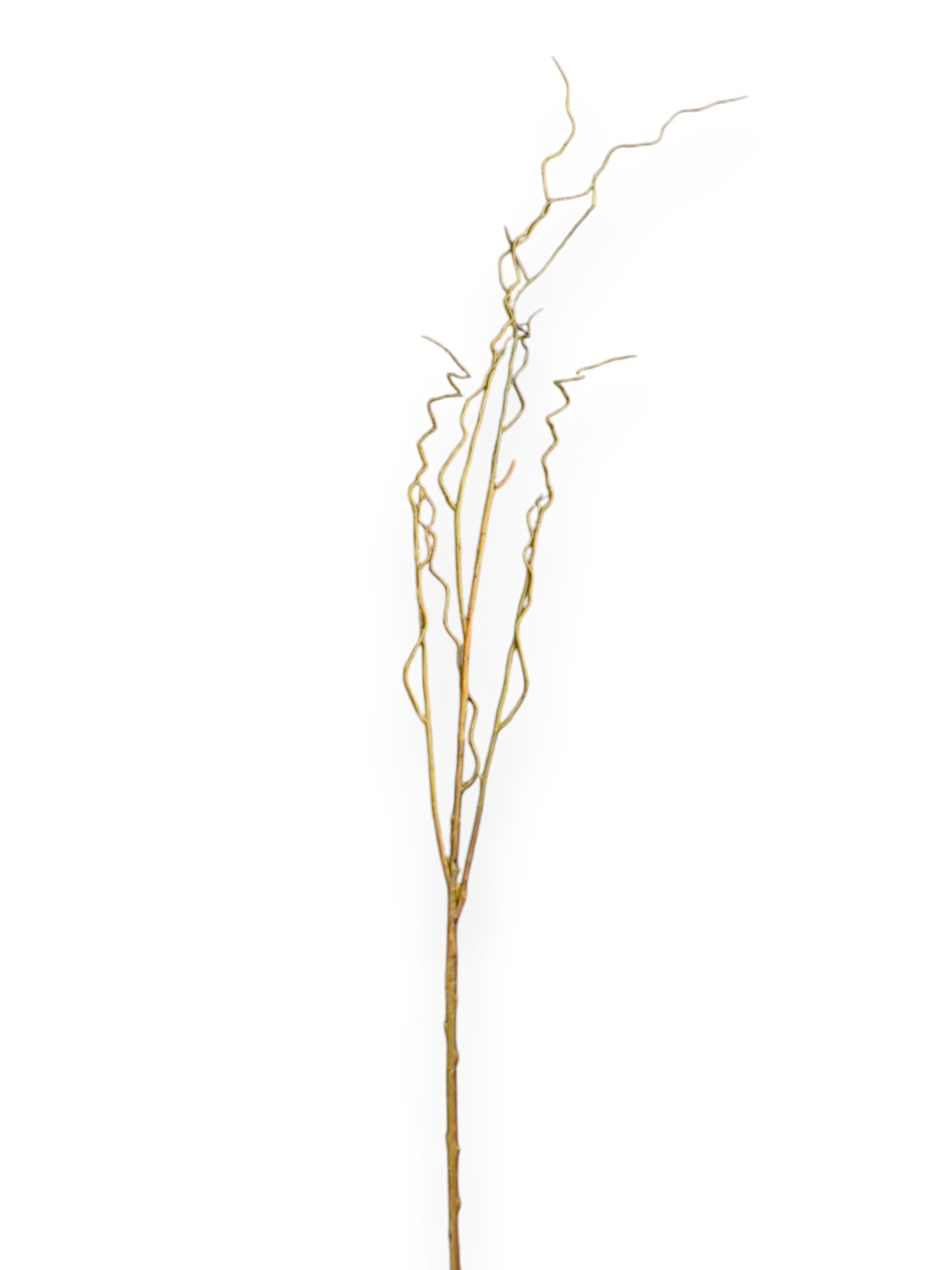 CURLY WILLOW 51"
