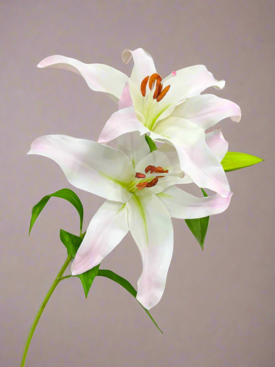 LILY RUBRUMX2 29"