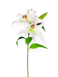 Lily Rubrum Stem 29"