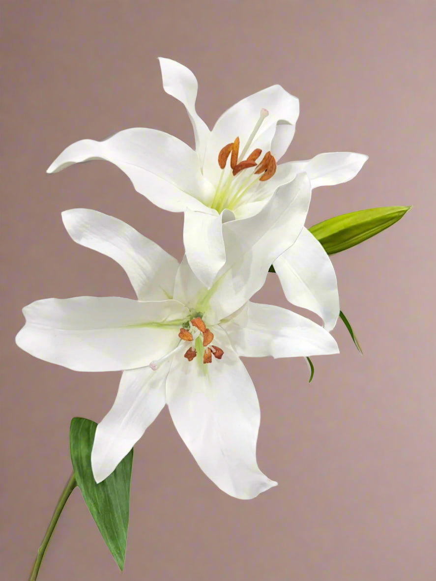 Lily Rubrum Stem 29"