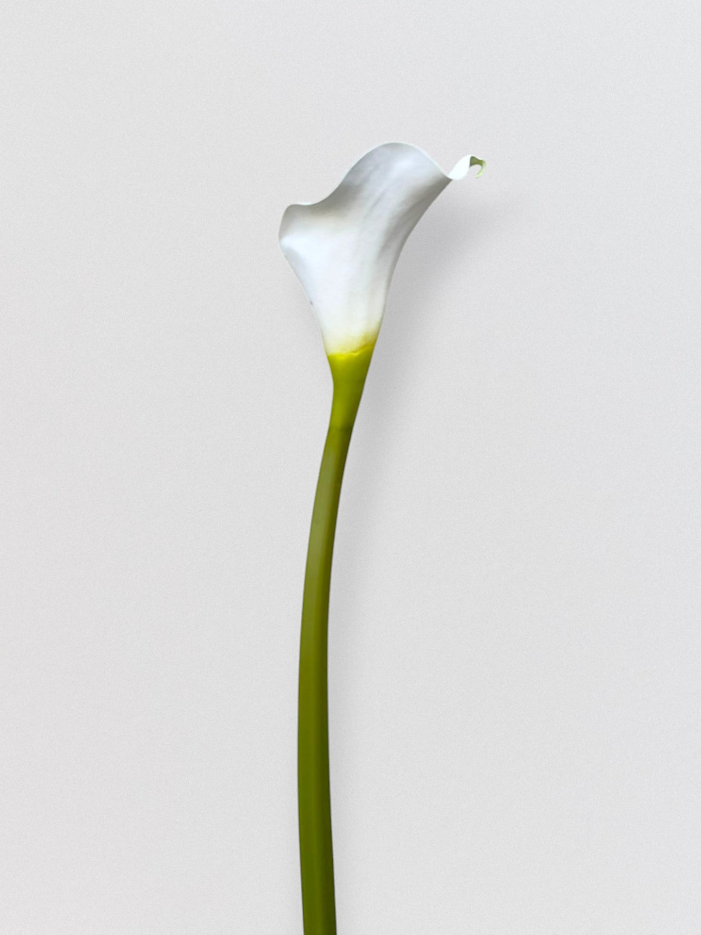 CALLA LILY 30"