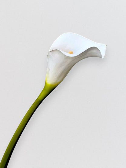 CALLA LILY 30"