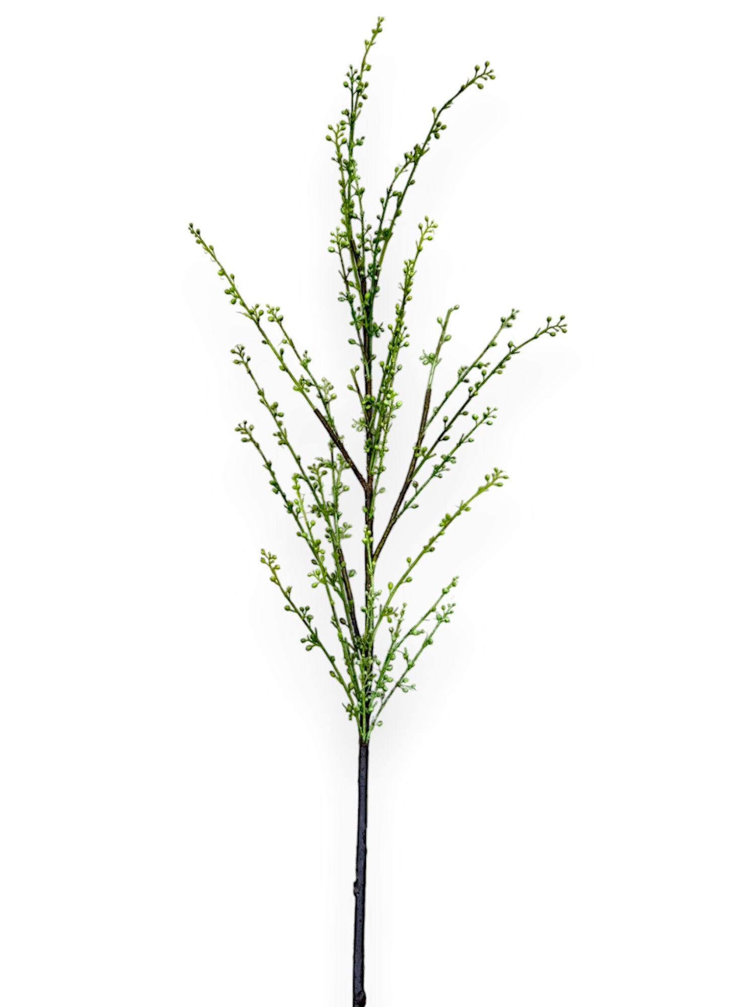 SEEDS L BRANCH 51"