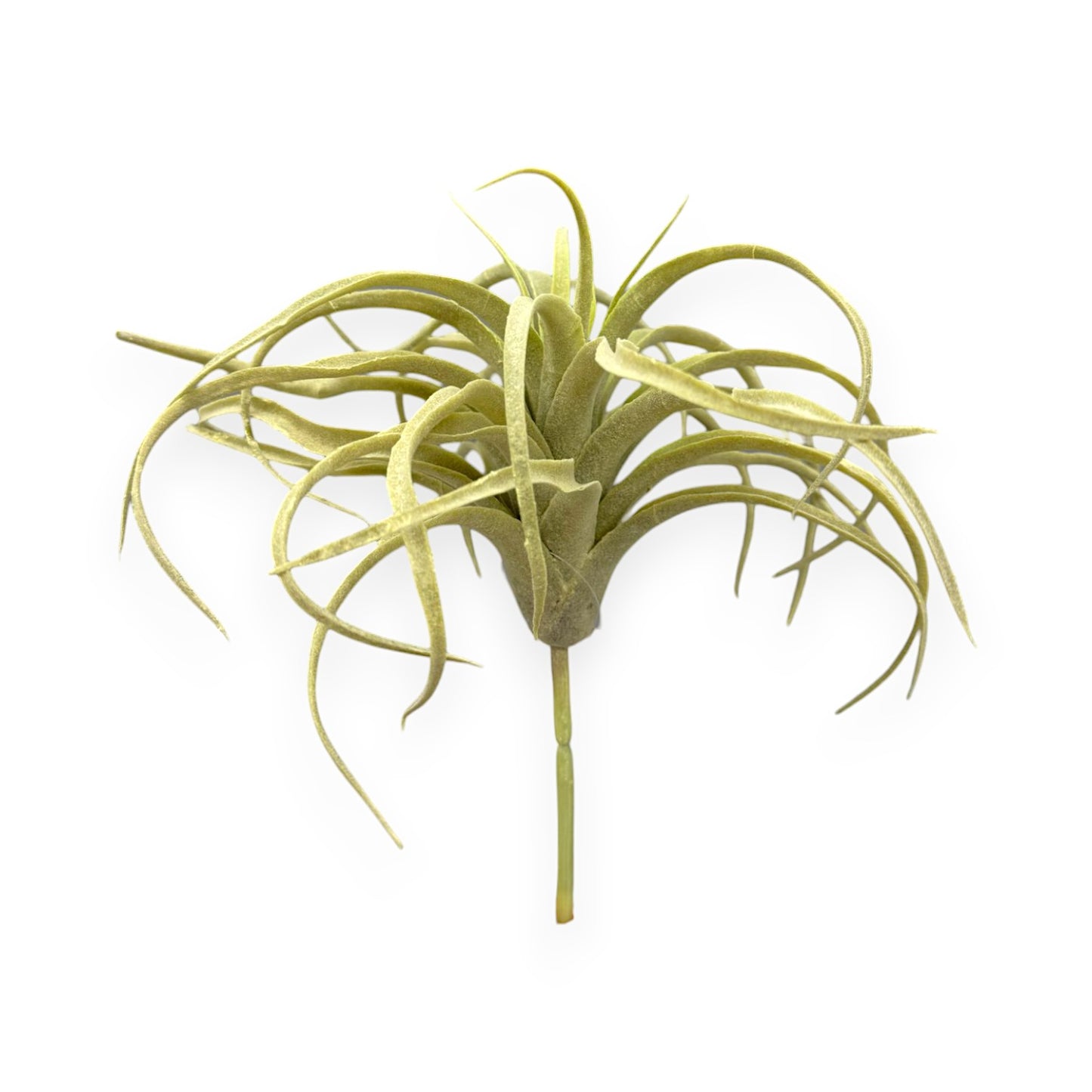 TILLANDSIA PICK